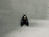 ばーりぃてぃ