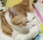 花花大花花