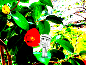 もぐら