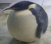 荒坂 睦