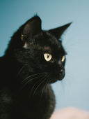 黒猫