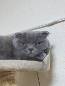 雅猫＿DX（船頭）