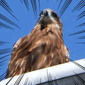 ろっか