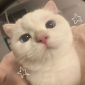 ℭ𝔯𝔬𝔰𝔰