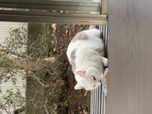 笹かまぼこ