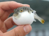 zetubousuru