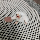 默默
