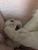 クリームパン