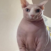 Uncle Cat