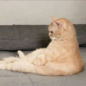 比烧酒