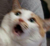 ねこ鍋