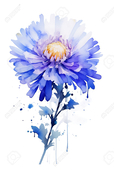 aster