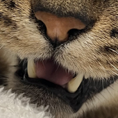 もにょ