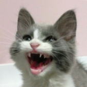 Biskit