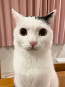おろおろおろ
