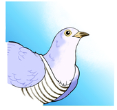 kakko-