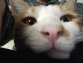 Roro