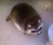 山竹