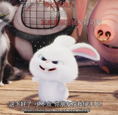 蒟蒻