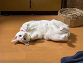 あ   ず   こ