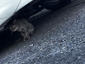 ねこまんま