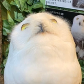 羽織