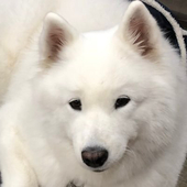 ブルー