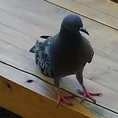 カササギの白いところ