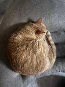 🐈