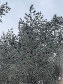 雪男