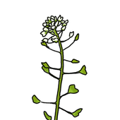 ぺぺんぺん草