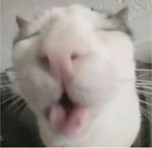 味