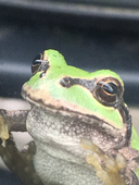 あまがえる