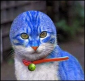 Blue_cat