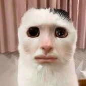 あもあも