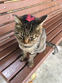 いくちゃん
