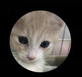あんろか