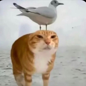 んみまあ