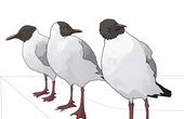 くどうあゆたろう