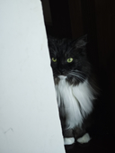 Luna。
