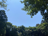 さーしゃ