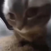 チピチピチャパチャパ