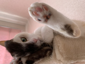 ねこ