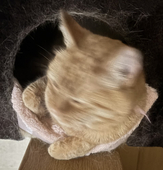 愚鈍