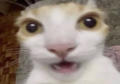 葉