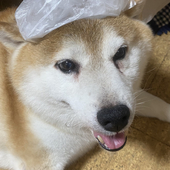 吉尾