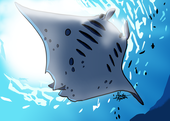 アヤセキヨタカ
