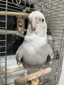 尾雲インコ