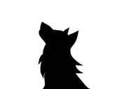 shibe
