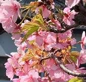 花筏